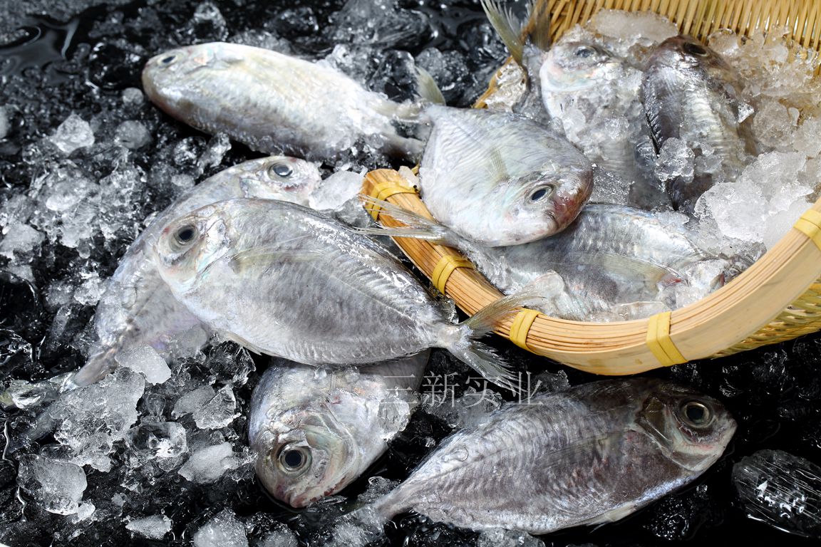 南鯧魚