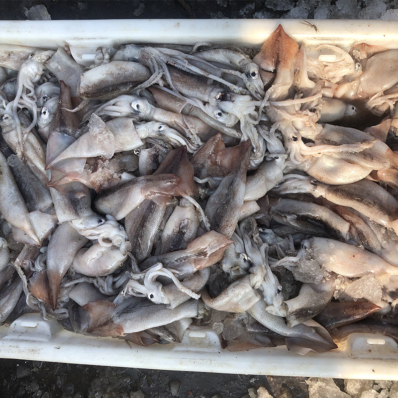 冰鮮魷魚