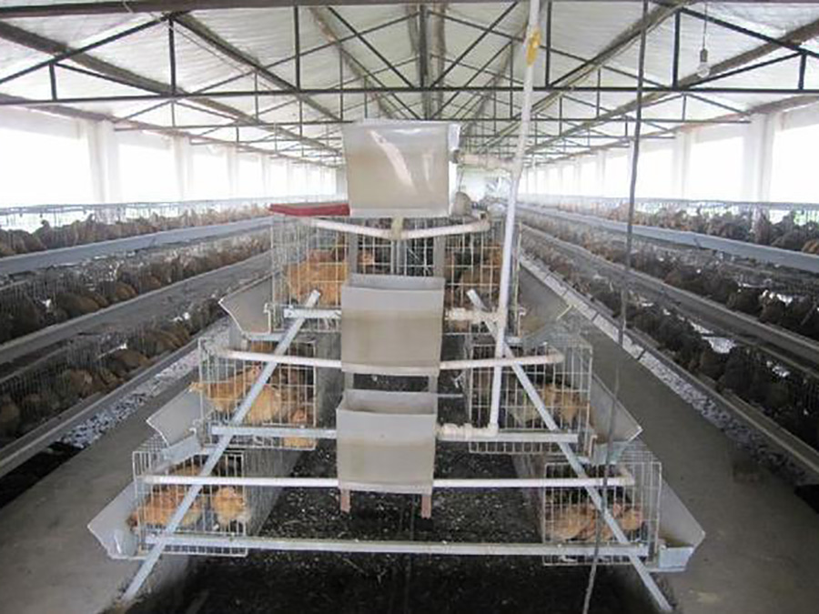 三層階梯式養雞設備