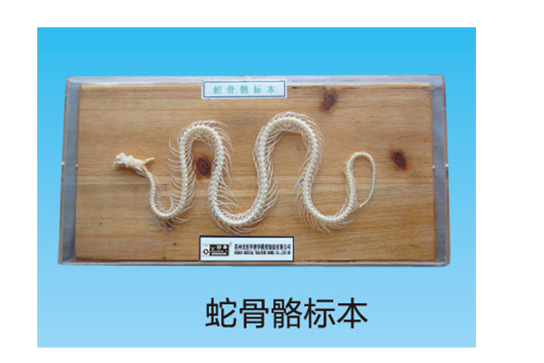 A100065.蛇骨骼標本
