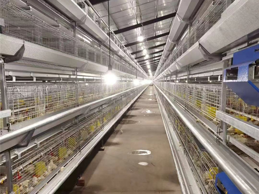 六層層疊式自動化養雞設備