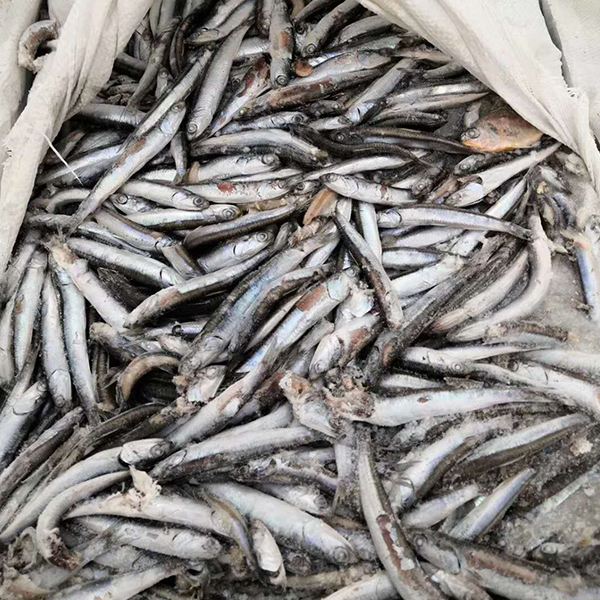 特級鳀魚