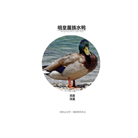 明皇苗族水鴨