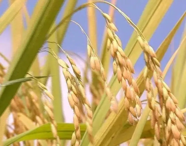 水稻富硒肥要怎么使用才能效果更好呢？
