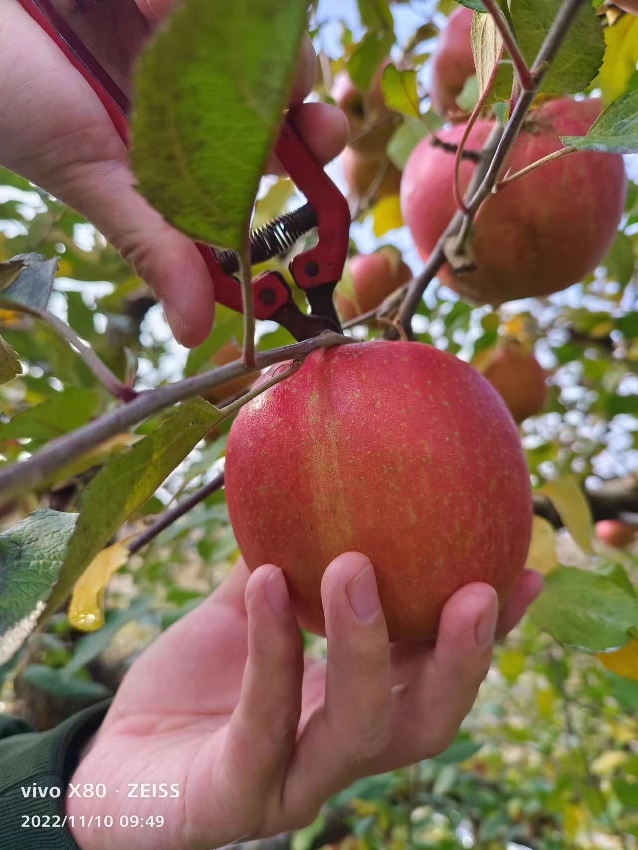 不套袋柰純蘋果，豐收上市！
