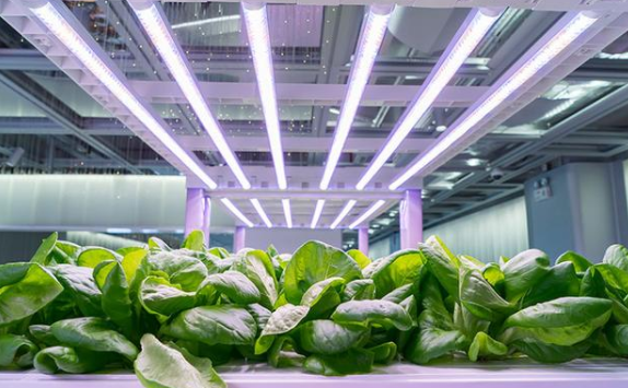 LED生產線中的LED植物生長燈的最新發展
