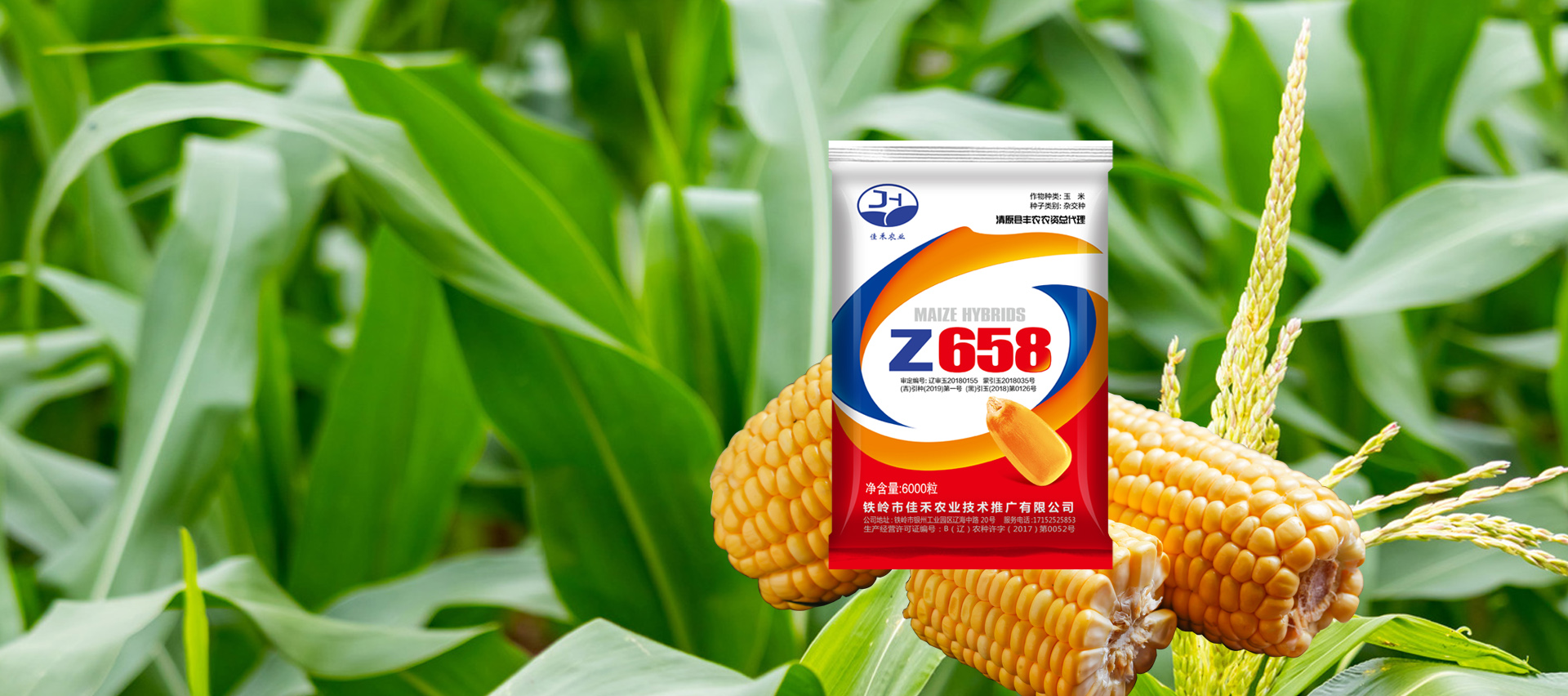 铁岭佳禾、 美佳禾717 、 Z658种子、 Z801种子、 佳禾658