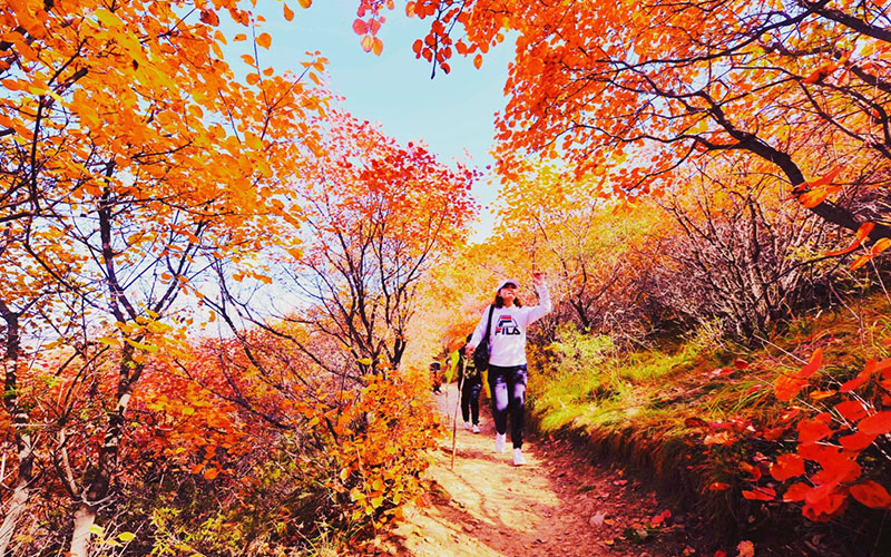 壹定发佛照山秋季漫山红叶，供游客免费观赏