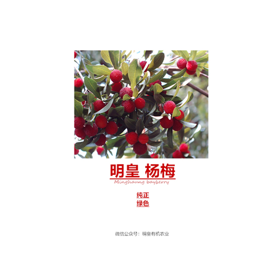 明皇楊梅