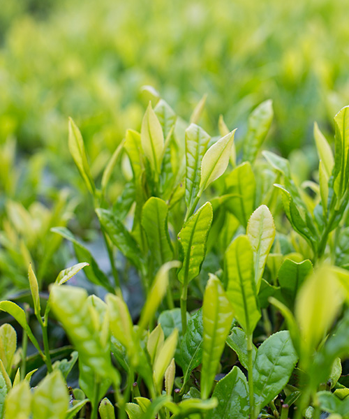 富硒植物營養液-茶葉