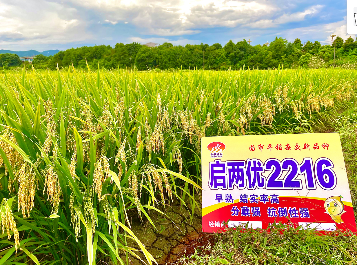 啟兩優(yōu)2216