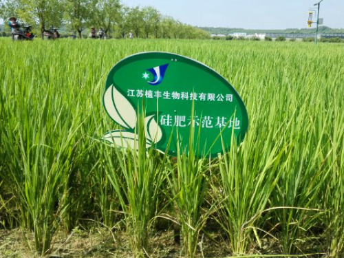 硅肥在水稻上的應(yīng)用