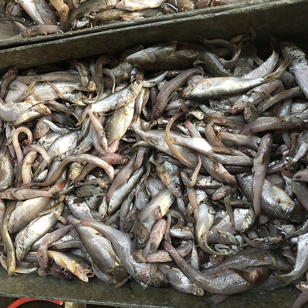 螃蟹餌料魚