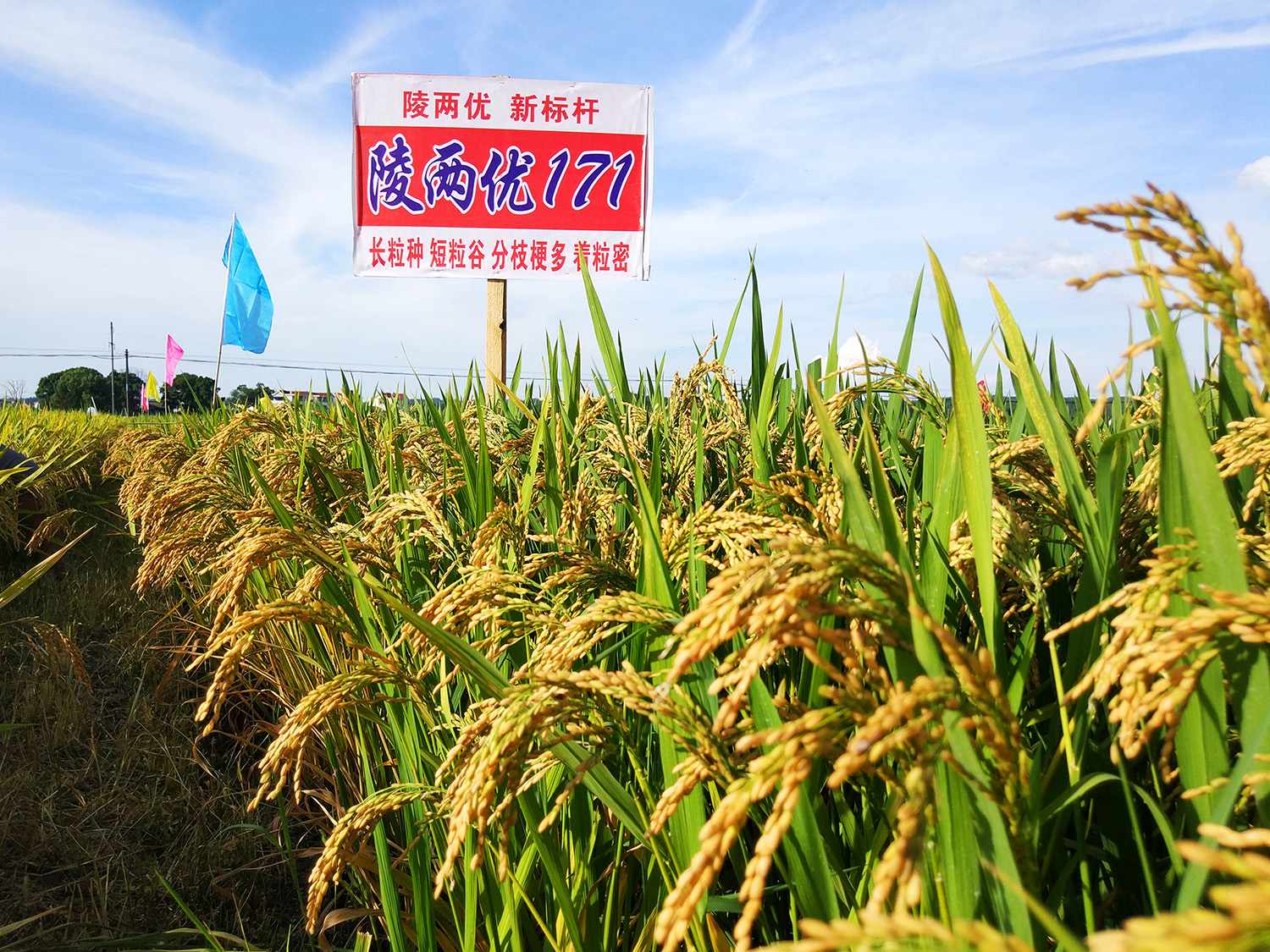 陵兩優(yōu)171