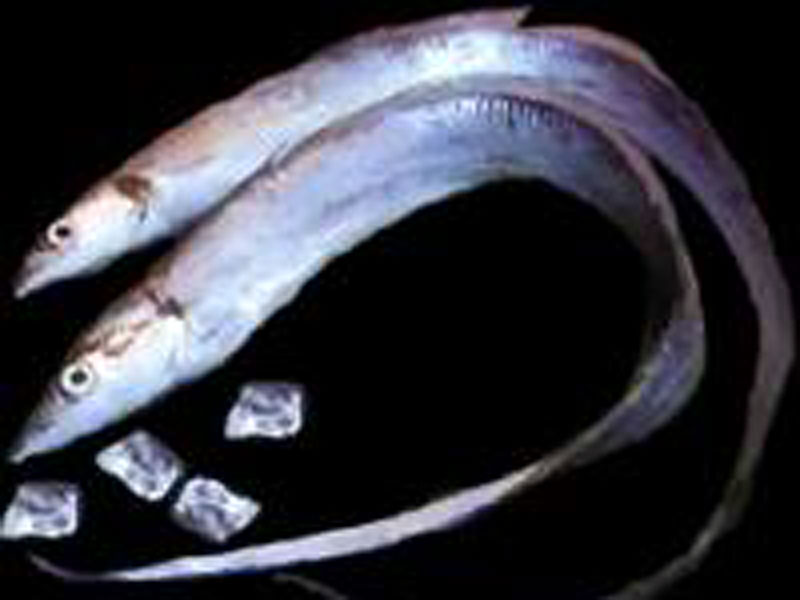 魚類06