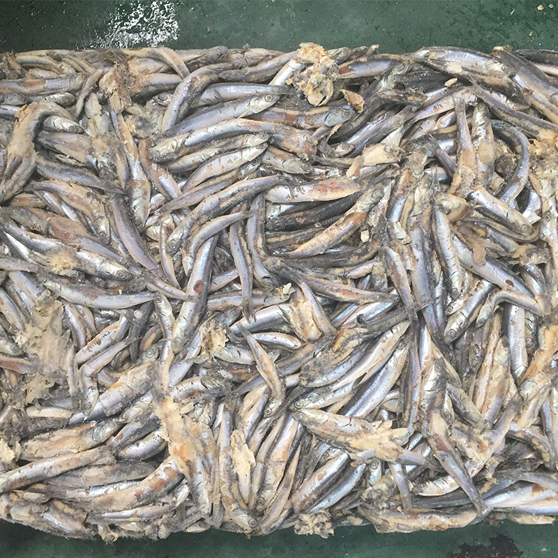 二級鳀魚