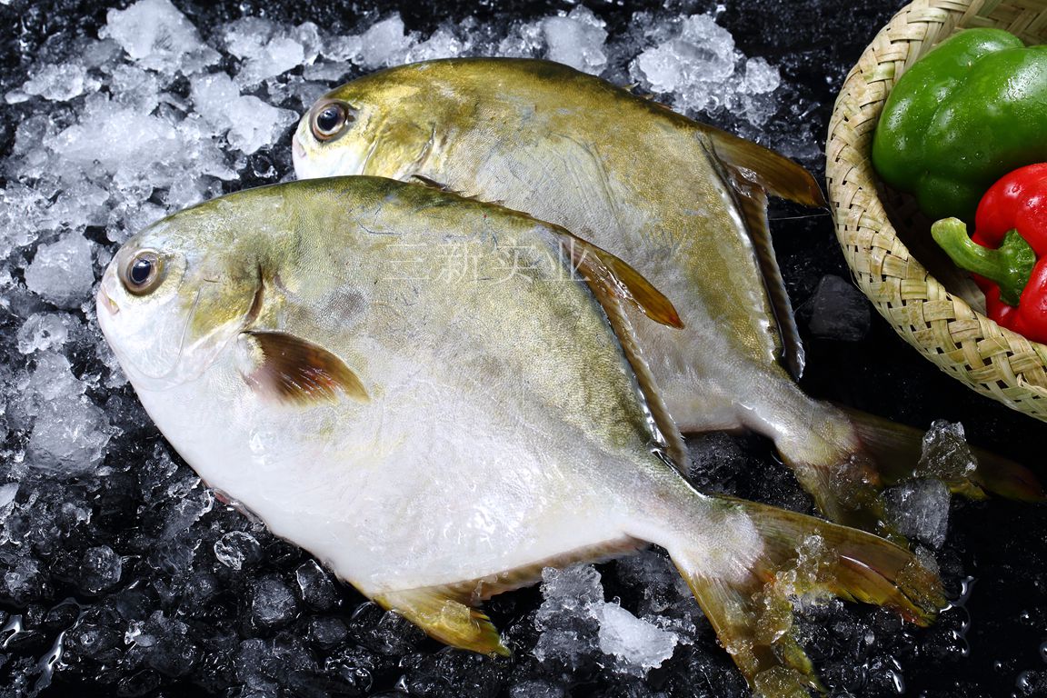 金鯧魚