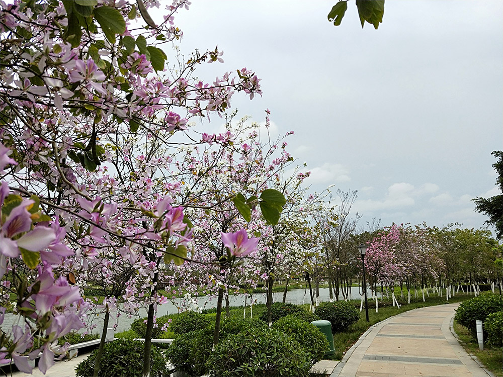東莞市(shi)蔴湧(yong)鎮華(hua)陽(yang)湖(hu)帶狀公(gong)園(yuan)綠化(hua)工程(cheng)項目