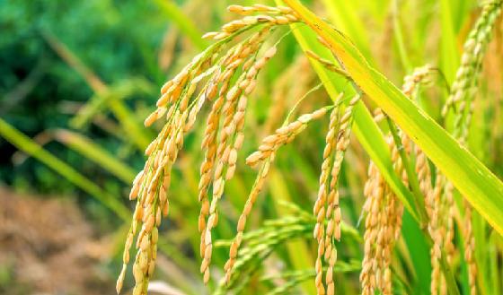  关于大米的几个常用的知识