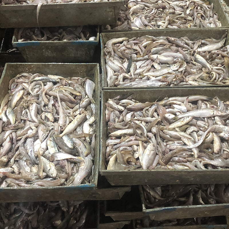 螃蟹餌料魚