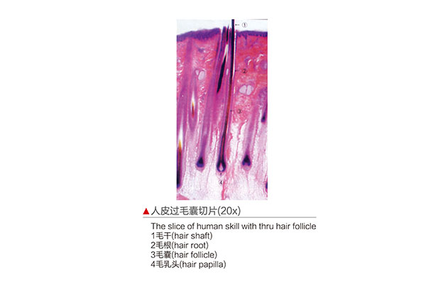 D130004.人皮過毛囊切片