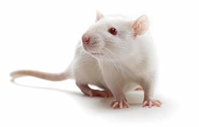 為科研做出貢獻的動物們—Wistar大鼠