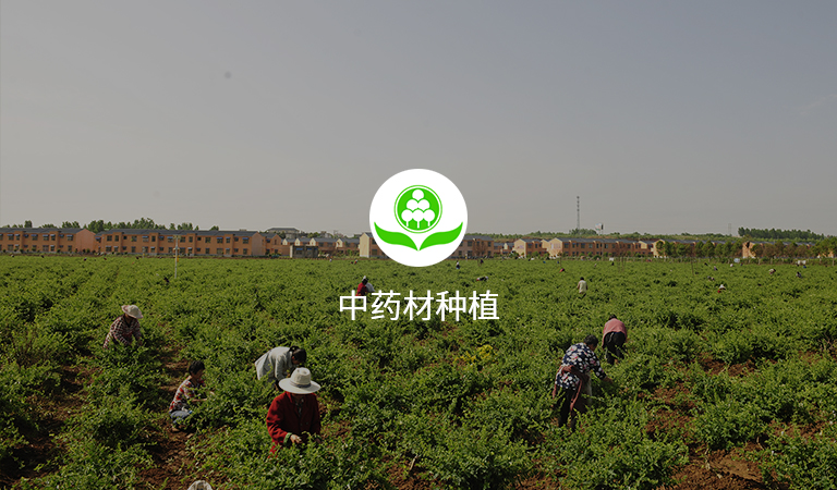 中药材种植