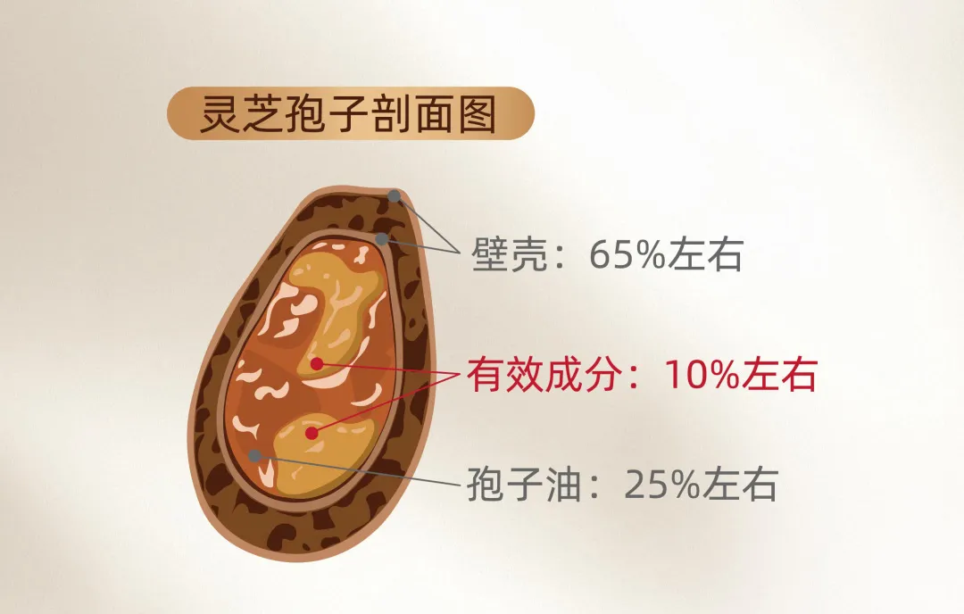 灵芝孢子粉怎么吃才有效？关键在“壳”！——科学揭秘破壁与去壁的区别​
