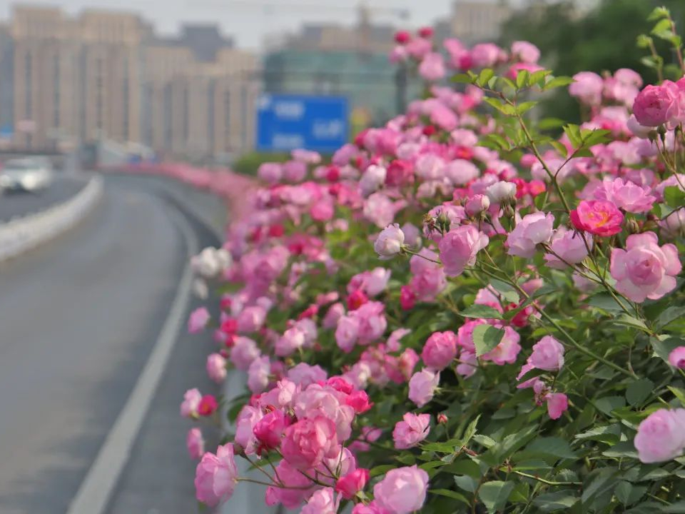 又遇杭州烂漫花路——助力提升城市道路品质，扮靓城市“颜值”